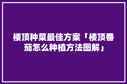 楼顶种菜最佳方案「楼顶番茄怎么种植方法图解」