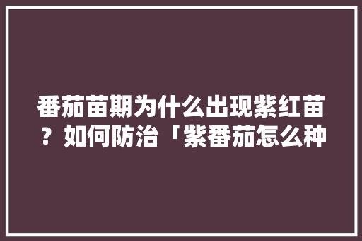 番茄苗期为什么出现紫红苗？如何防治「紫番茄怎么种植方法视频」 番茄苗期为什么出现紫红苗？如何防治「紫番茄怎么种植方法视频」 农业常识