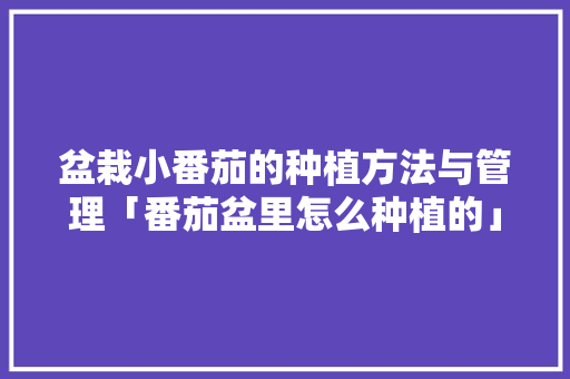 盆栽小番茄的种植方法与管理「番茄盆里怎么种植的」 盆栽小番茄的种植方法与管理「番茄盆里怎么种植的」 番茄种植技巧