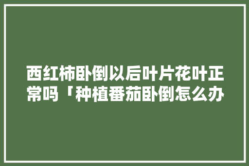 西红柿卧倒以后叶片花叶正常吗「种植番茄卧倒怎么办视频」