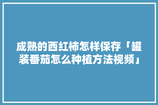 成熟的西红柿怎样保存「罐装番茄怎么种植方法视频」