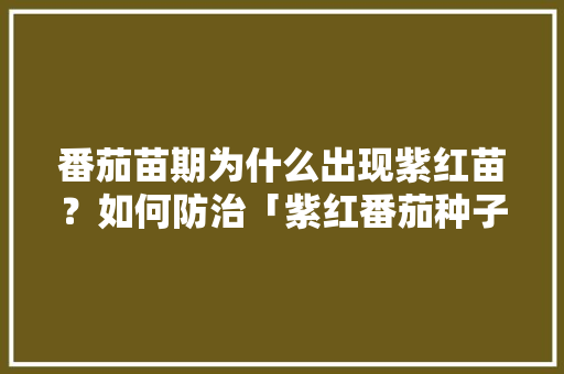 番茄苗期为什么出现紫红苗？如何防治「紫红番茄种子怎么种植视频」 番茄苗期为什么出现紫红苗？如何防治「紫红番茄种子怎么种植视频」 种植技巧