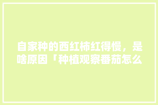 自家种的西红柿红得慢，是啥原因「种植观察番茄怎么写作文」 自家种的西红柿红得慢，是啥原因「种植观察番茄怎么写作文」 农业常识