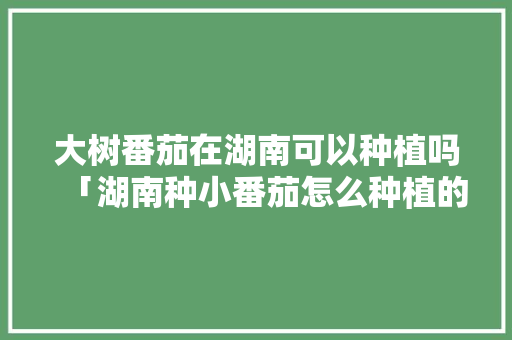 大树番茄在湖南可以种植吗「湖南种小番茄怎么种植的」