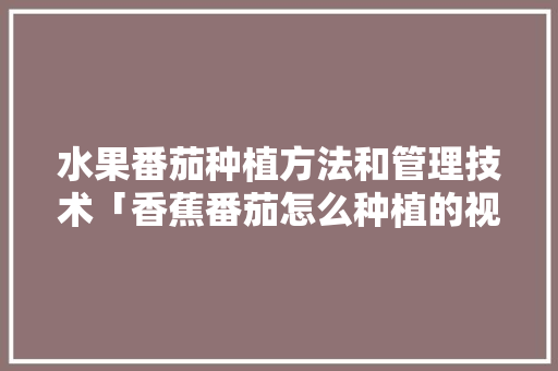 水果番茄种植方法和管理技术「香蕉番茄怎么种植的视频」 水果番茄种植方法和管理技术「香蕉番茄怎么种植的视频」 番茄种植技巧