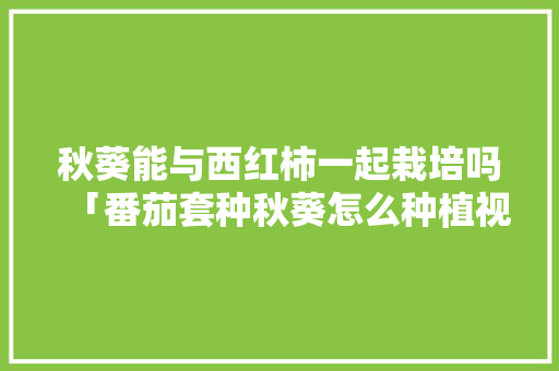 秋葵能与西红柿一起栽培吗「番茄套种秋葵怎么种植视频」 秋葵能与西红柿一起栽培吗「番茄套种秋葵怎么种植视频」 种植技巧