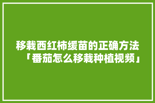 移栽西红柿缓苗的正确方法「番茄怎么移栽种植视频」 移栽西红柿缓苗的正确方法「番茄怎么移栽种植视频」 花朵知识