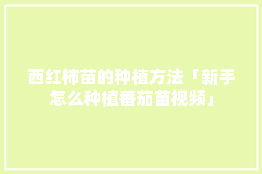 西红柿苗的种植方法「新手怎么种植番茄苗视频」 西红柿苗的种植方法「新手怎么种植番茄苗视频」 番茄种植技巧