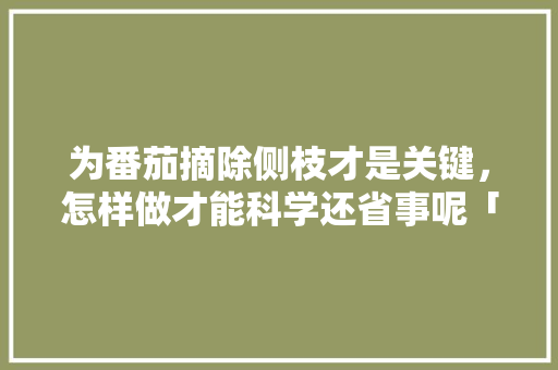 为番茄摘除侧枝才是关键，怎样做才能科学还省事呢「种植小番茄侧枝怎么剪视频」 为番茄摘除侧枝才是关键，怎样做才能科学还省事呢「种植小番茄侧枝怎么剪视频」 番茄病虫害防治