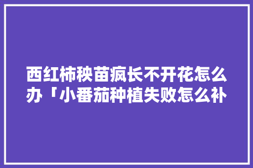西红柿秧苗疯长不开花怎么办「小番茄种植失败怎么补救视频」 西红柿秧苗疯长不开花怎么办「小番茄种植失败怎么补救视频」 农业常识