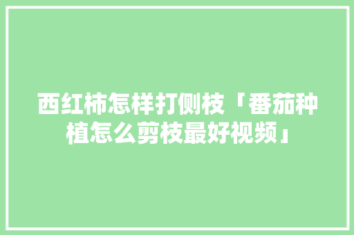 西红柿怎样打侧枝「番茄种植怎么剪枝最好视频」 西红柿怎样打侧枝「番茄种植怎么剪枝最好视频」 番茄种植技巧