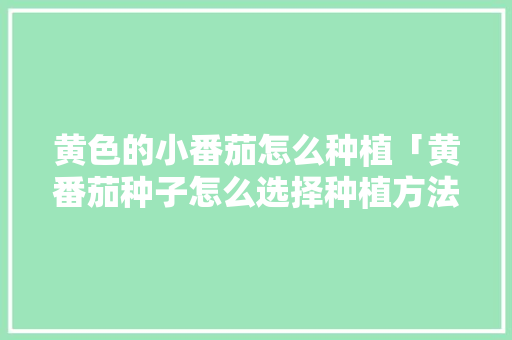 黄色的小番茄怎么种植「黄番茄种子怎么选择种植方法」 黄色的小番茄怎么种植「黄番茄种子怎么选择种植方法」 农业常识
