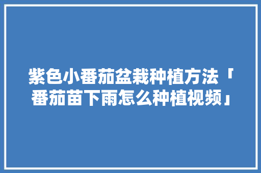 紫色小番茄盆栽种植方法「番茄苗下雨怎么种植视频」 紫色小番茄盆栽种植方法「番茄苗下雨怎么种植视频」 农业常识