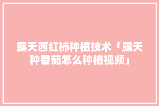 露天西红柿种植技术「露天种番茄怎么种植视频」 露天西红柿种植技术「露天种番茄怎么种植视频」 农业常识