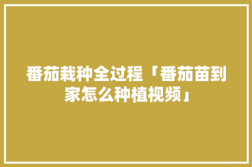 番茄栽种全过程「番茄苗到家怎么种植视频」 番茄栽种全过程「番茄苗到家怎么种植视频」 花朵知识