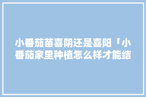 小番茄苗喜阴还是喜阳「小番茄家里种植怎么样才能结果」 小番茄苗喜阴还是喜阳「小番茄家里种植怎么样才能结果」 农业常识