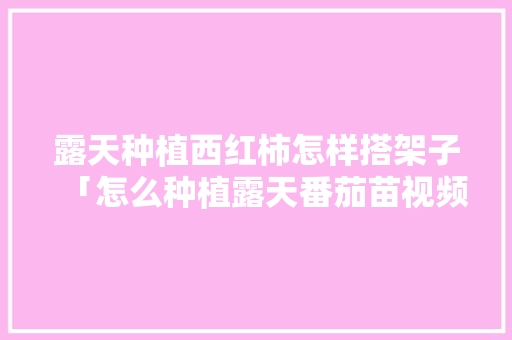 露天种植西红柿怎样搭架子「怎么种植露天番茄苗视频」 露天种植西红柿怎样搭架子「怎么种植露天番茄苗视频」 番茄种植技巧
