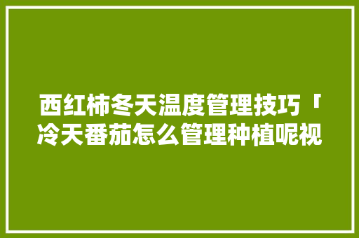 西红柿冬天温度管理技巧「冷天番茄怎么管理种植呢视频」 西红柿冬天温度管理技巧「冷天番茄怎么管理种植呢视频」 番茄种植技巧