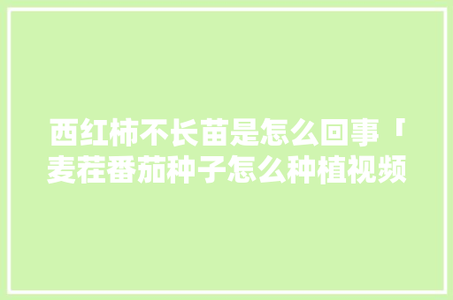 西红柿不长苗是怎么回事「麦茬番茄种子怎么种植视频」 西红柿不长苗是怎么回事「麦茬番茄种子怎么种植视频」 种植技巧