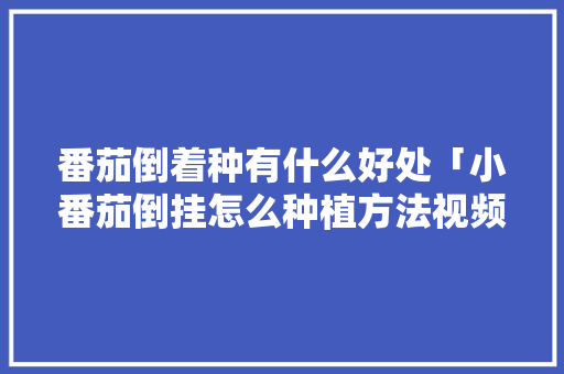 番茄倒着种有什么好处「小番茄倒挂怎么种植方法视频」 番茄倒着种有什么好处「小番茄倒挂怎么种植方法视频」 土壤施肥