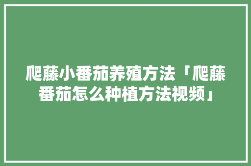 爬藤小番茄养殖方法「爬藤番茄怎么种植方法视频」 爬藤小番茄养殖方法「爬藤番茄怎么种植方法视频」 农业常识