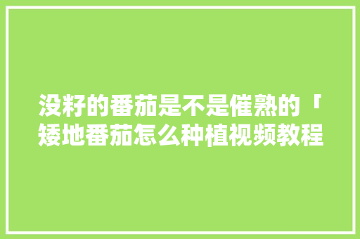 没籽的番茄是不是催熟的「矮地番茄怎么种植视频教程」