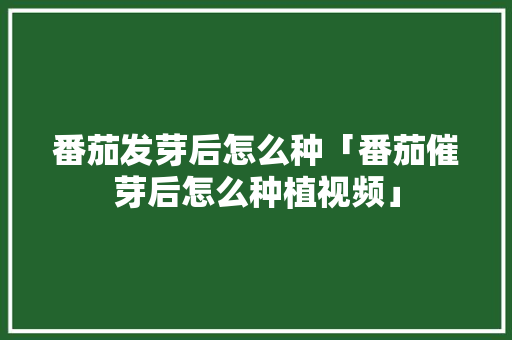 番茄发芽后怎么种「番茄催芽后怎么种植视频」 番茄发芽后怎么种「番茄催芽后怎么种植视频」 种植技巧