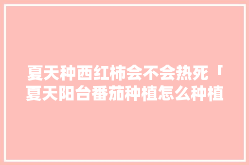 夏天种西红柿会不会热死「夏天阳台番茄种植怎么种植」 夏天种西红柿会不会热死「夏天阳台番茄种植怎么种植」 土壤施肥