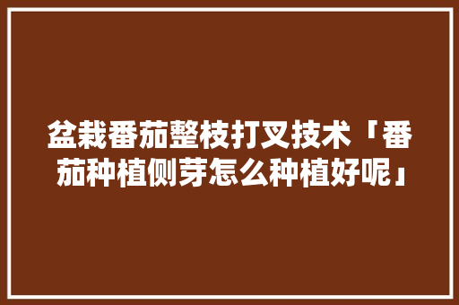 盆栽番茄整枝打叉技术「番茄种植侧芽怎么种植好呢」