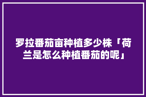 罗拉番茄亩种植多少株「荷兰是怎么种植番茄的呢」 罗拉番茄亩种植多少株「荷兰是怎么种植番茄的呢」 土壤施肥