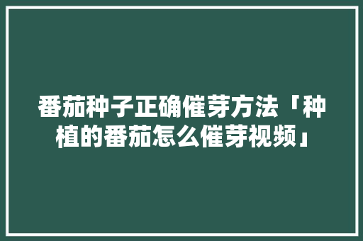番茄种子正确催芽方法「种植的番茄怎么催芽视频」