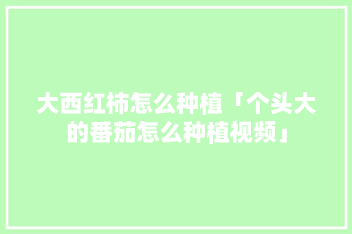 大西红柿怎么种植「个头大的番茄怎么种植视频」 大西红柿怎么种植「个头大的番茄怎么种植视频」 植物种类