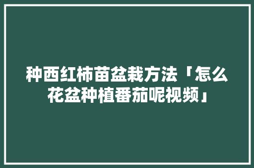 种西红柿苗盆栽方法「怎么花盆种植番茄呢视频」 种西红柿苗盆栽方法「怎么花盆种植番茄呢视频」 花朵知识