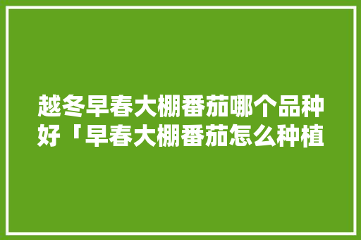 越冬早春大棚番茄哪个品种好「早春大棚番茄怎么种植视频」 越冬早春大棚番茄哪个品种好「早春大棚番茄怎么种植视频」 种植技巧