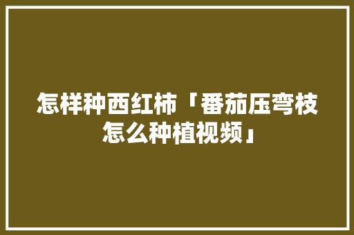 怎样种西红柿「番茄压弯枝怎么种植视频」