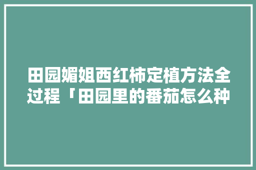 田园媚姐西红柿定植方法全过程「田园里的番茄怎么种植的」 田园媚姐西红柿定植方法全过程「田园里的番茄怎么种植的」 番茄种植技巧