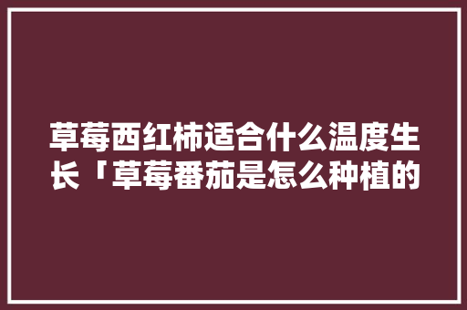 草莓西红柿适合什么温度生长「草莓番茄是怎么种植的」 草莓西红柿适合什么温度生长「草莓番茄是怎么种植的」 番茄种植技巧