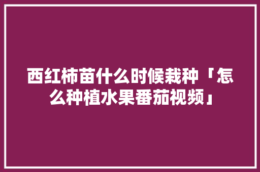 西红柿苗什么时候栽种「怎么种植水果番茄视频」 西红柿苗什么时候栽种「怎么种植水果番茄视频」 农业常识