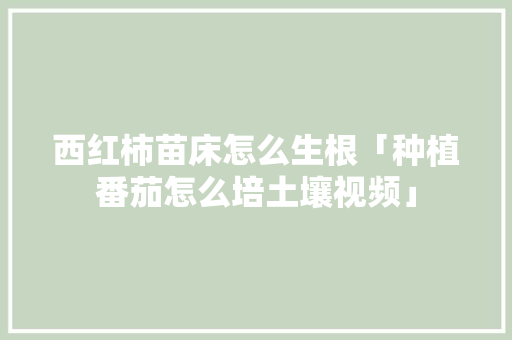 西红柿苗床怎么生根「种植番茄怎么培土壤视频」 西红柿苗床怎么生根「种植番茄怎么培土壤视频」 花朵知识