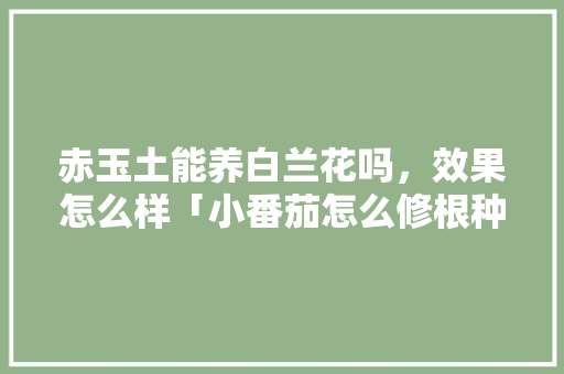 赤玉土能养白兰花吗，效果怎么样「小番茄怎么修根种植视频」 赤玉土能养白兰花吗，效果怎么样「小番茄怎么修根种植视频」 花朵知识
