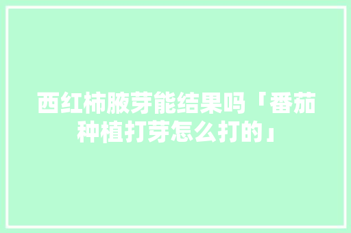 西红柿腋芽能结果吗「番茄种植打芽怎么打的」 西红柿腋芽能结果吗「番茄种植打芽怎么打的」 种植技巧