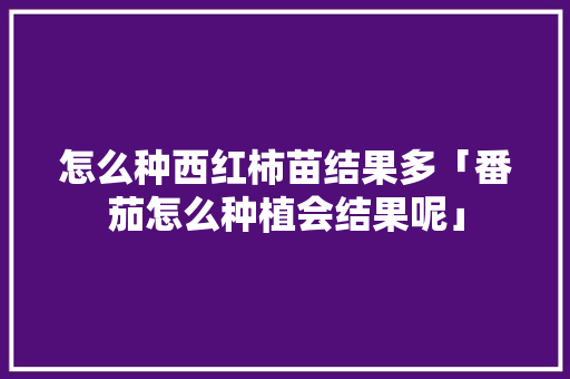 怎么种西红柿苗结果多「番茄怎么种植会结果呢」 番茄种植技巧