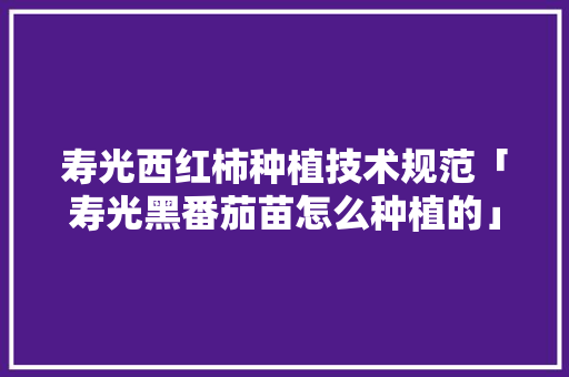 寿光西红柿种植技术规范「寿光黑番茄苗怎么种植的」