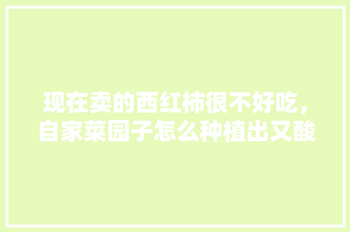 现在卖的西红柿很不好吃，自家菜园子怎么种植出又酸又甜的西红柿呢「番茄好吃怎么种植的呢视频」 现在卖的西红柿很不好吃，自家菜园子怎么种植出又酸又甜的西红柿呢「番茄好吃怎么种植的呢视频」 土壤施肥