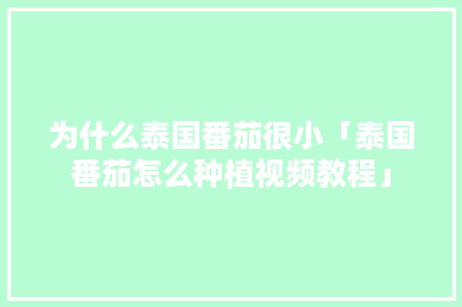 为什么泰国番茄很小「泰国番茄怎么种植视频教程」