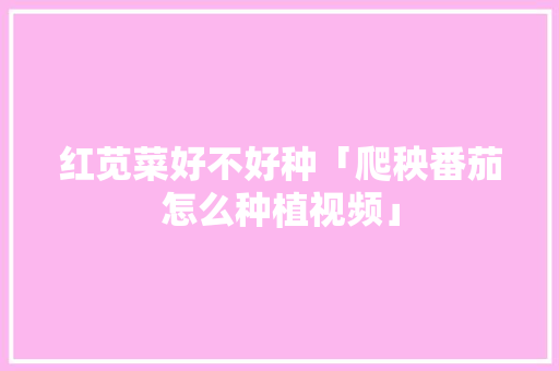 红苋菜好不好种「爬秧番茄怎么种植视频」