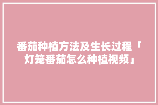番茄种植方法及生长过程「灯笼番茄怎么种植视频」 番茄种植方法及生长过程「灯笼番茄怎么种植视频」 农业常识