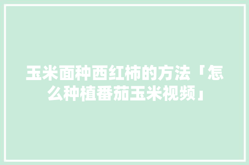 玉米面种西红柿的方法「怎么种植番茄玉米视频」