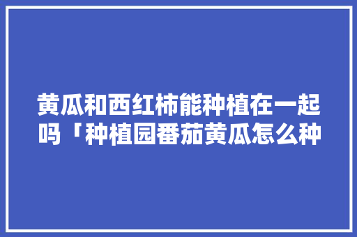 黄瓜和西红柿能种植在一起吗「种植园番茄黄瓜怎么种植视频」 黄瓜和西红柿能种植在一起吗「种植园番茄黄瓜怎么种植视频」 番茄种植技巧