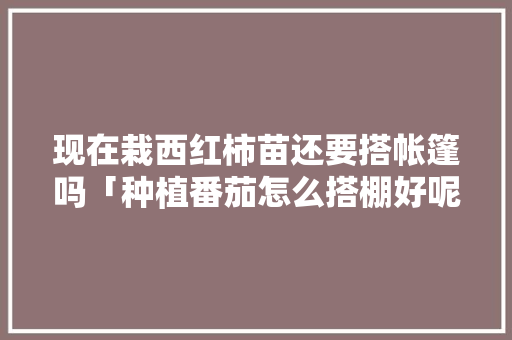 现在栽西红柿苗还要搭帐篷吗「种植番茄怎么搭棚好呢」 现在栽西红柿苗还要搭帐篷吗「种植番茄怎么搭棚好呢」 番茄病虫害防治